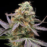 π Gelonade Seeds (100% off)